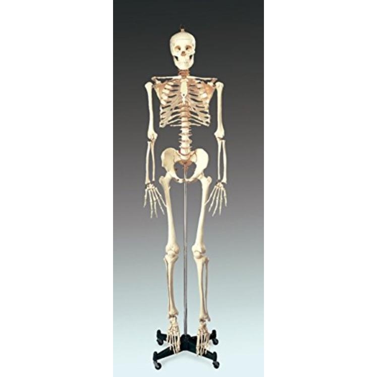 BUDGET BUCKY SKELETON