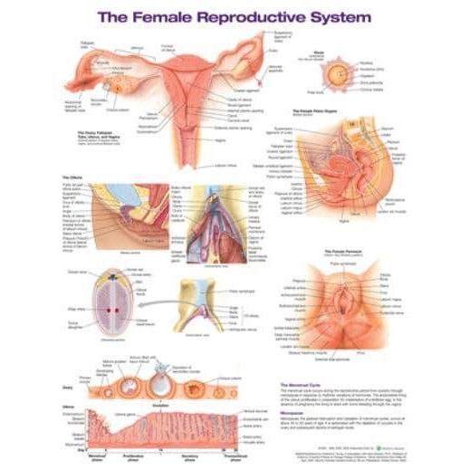 The Female Reproductive System Anatomical Chart