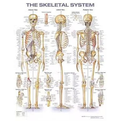The Skeletal System Anatomical Chart 2nd
