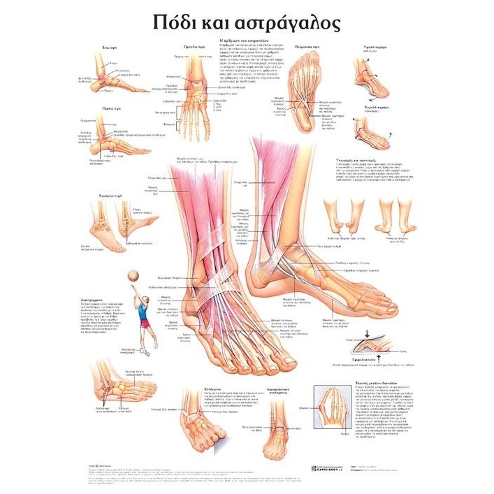 Ανατομικός Χάρτης: Πόδι και Αστράγαλος