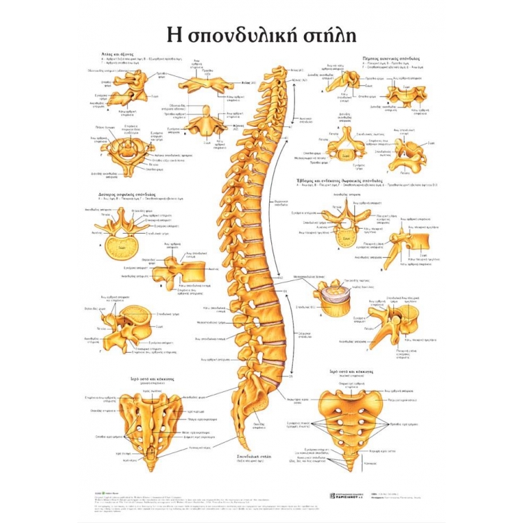 Ανατομικός Χάρτης: Η Σπονδυλική Στήλη