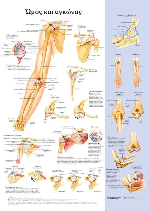 Ανατομικός Χάρτης: Ώμος και Αγκώνας