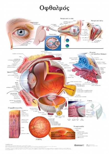 Ανατομικός Χάρτης: Οφθαλμός
