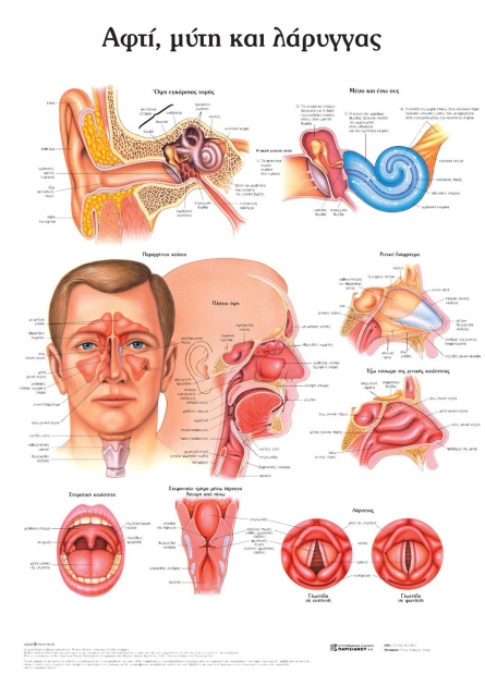 Ανατομικός Χάρτης: Αυτί, Μύτη και Λάρυγγας