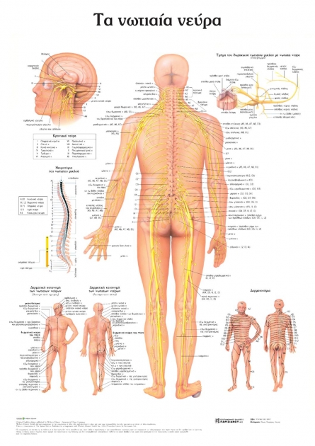 Ανατομικός Χάρτης: Τα Νωτιαία Νεύρα