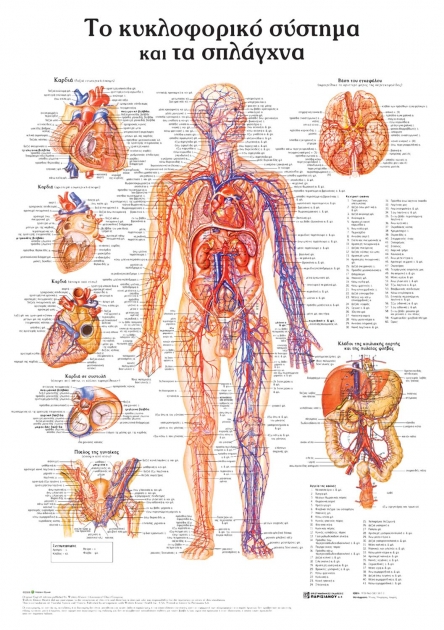 Ανατομικός Χάρτης: Το Κυκλοφορικό Σύστημα και τα Σπλάγχνα