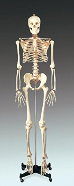 BUDGET BUCKY SKELETON