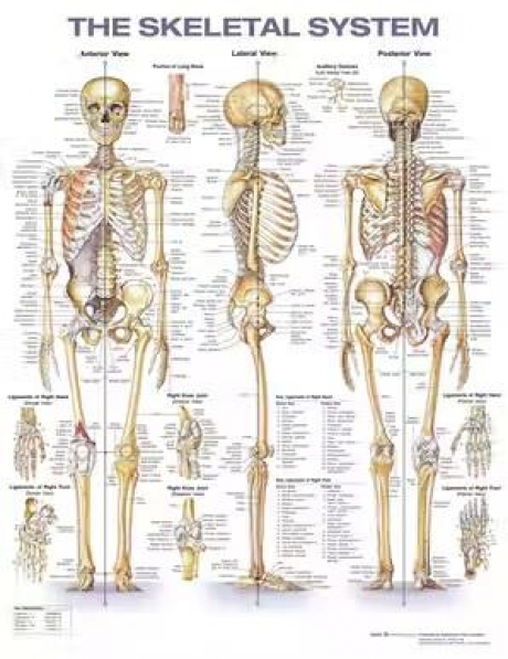 The Skeletal System Anatomical Chart