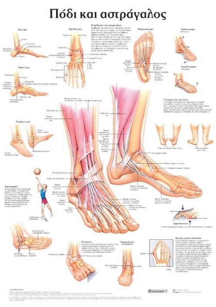 Ανατομικός Χάρτης: Πόδι και Αστράγαλος