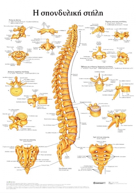 Ανατομικός Χάρτης: Η Σπονδυλική Στήλη