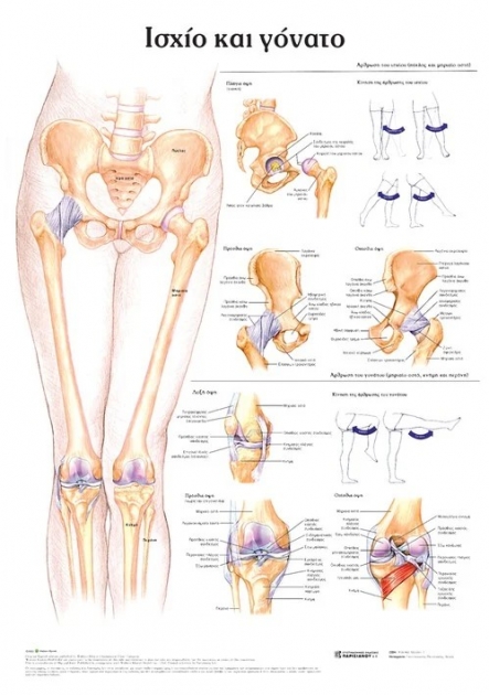 Ανατομικός Χάρτης: Ισχίο και Γόνατο