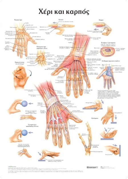 Ανατομικός Χάρτης: Χέρι και Καρπός