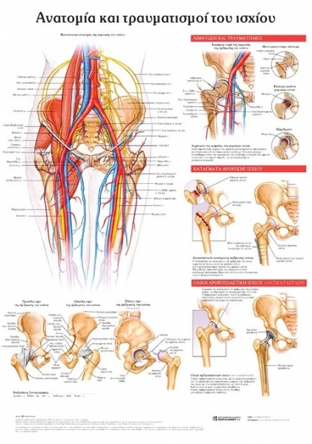 Ανατομικός Χάρτης: Ανατομία και Τραυματισμοί του Ισχίου