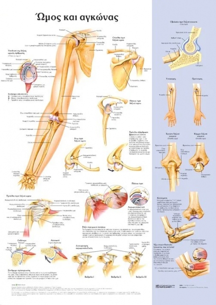 Ανατομικός Χάρτης: Ώμος και Αγκώνας