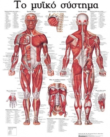 Ανατομικός Χάρτης: Το Μυϊκό Σύστημα