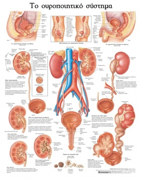 Ανατομικός Χάρτης: Το Ουροποιητικό Σύστημα