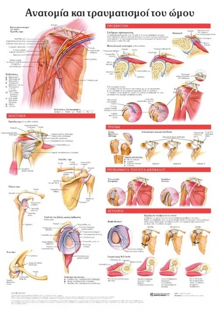 Ανατομικός Χάρτης: Ανατομία και Τραυματισμοί του Ώμου