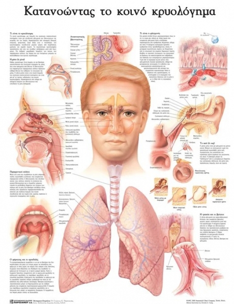 Ανατομικός Χάρτης: Κατανοώντας το Κοινό Κρυολόγημα