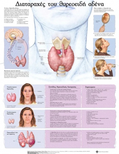 Ανατομικός Χάρτης: Διαταραχές του Θυρεοειδή Αδένα