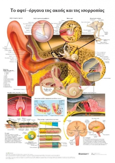 Ανατομικός Χάρτης: Το Αφτί – Όργανα της Ακοής και της Ισορροπίας